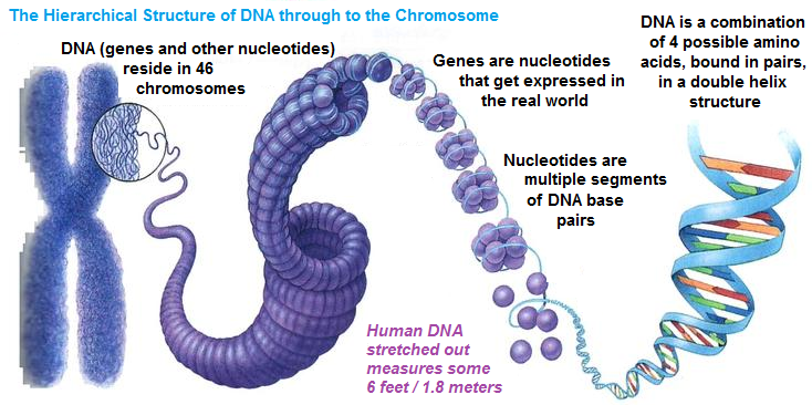 U00bb Why Dna Is Not Your Destiny  Epigenetics To The Rescue  U2013 286