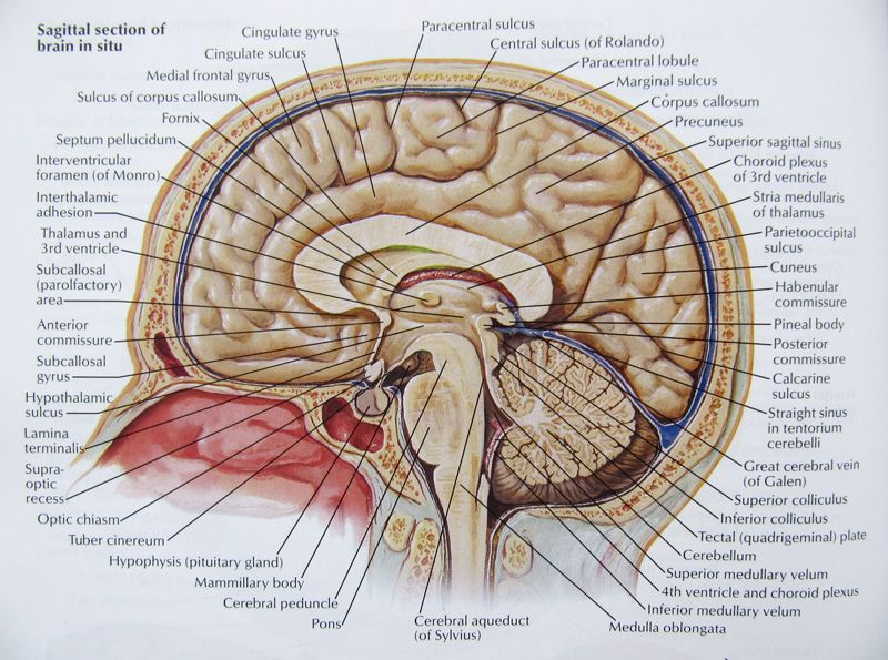 Inside Your Brain  The God Chemical  U0026 Drug Addiction And
