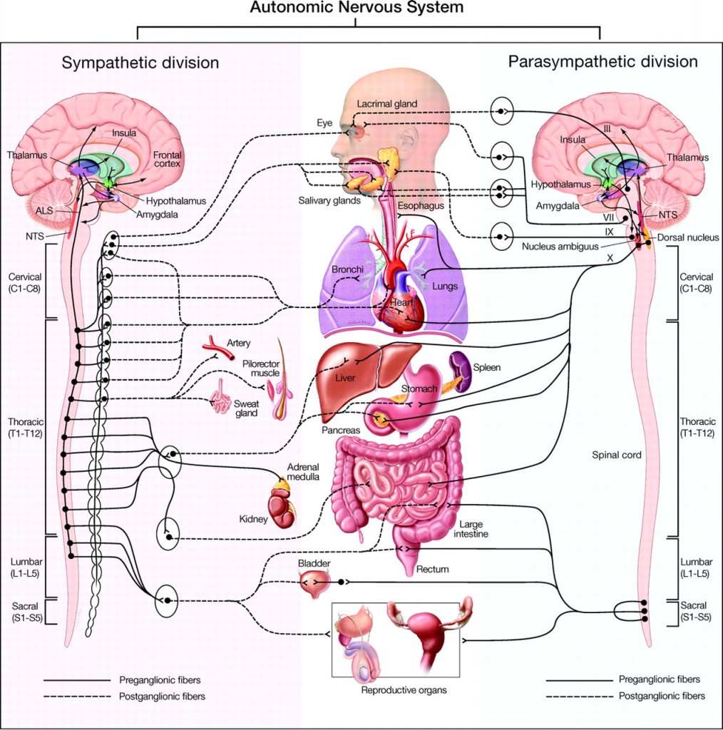 Hypothalamus: Central Intelligence System | Medici Enterprises