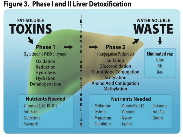  Deep Exploration Of Liver And Gallbladder Function 266