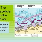 extracellular matrix biology pdf torrent