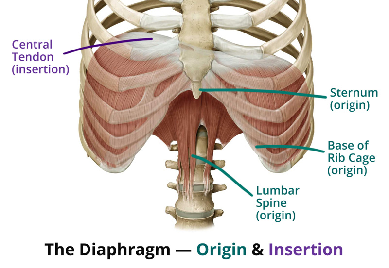 What Is The Meaning Of Diaphragm