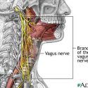 Are You Getting Your Breath? The Vital Importance Of Diaphragmatic