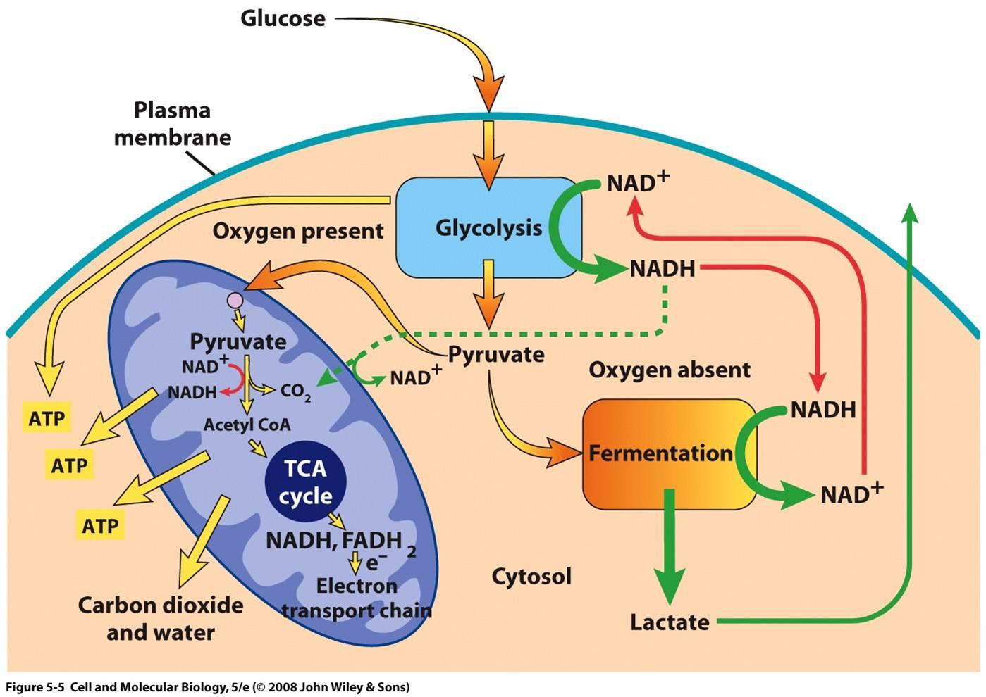 Stop Sugar Kill Cancer Hard Science Of The Warburg Effect 287 