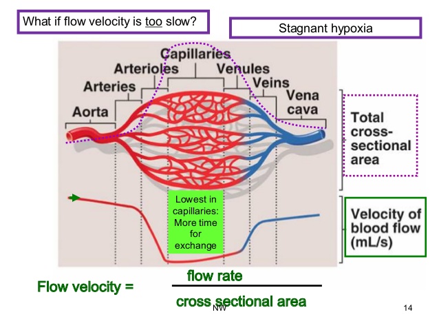 perfusion-and-drainage-the-health-of-the-blood-vessels-and-what-this