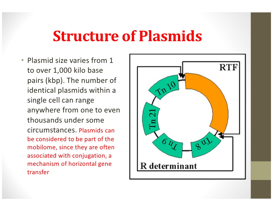 Гибридизация плазмид. Плазмида. Структура плазмид. R плазмида строение. R-плазмиды строение.