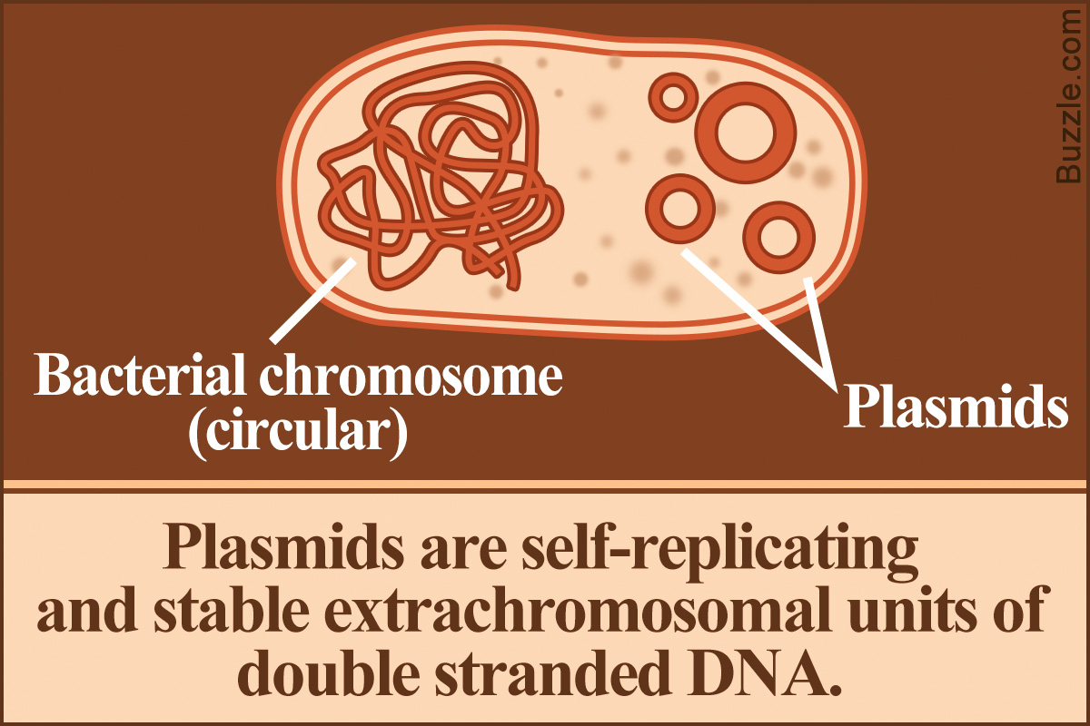 What Is The Significance Of A Plasmid S Origin Of Replication